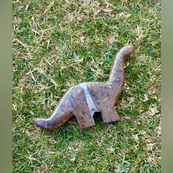 Orthoceras Dinosaur from Morocco